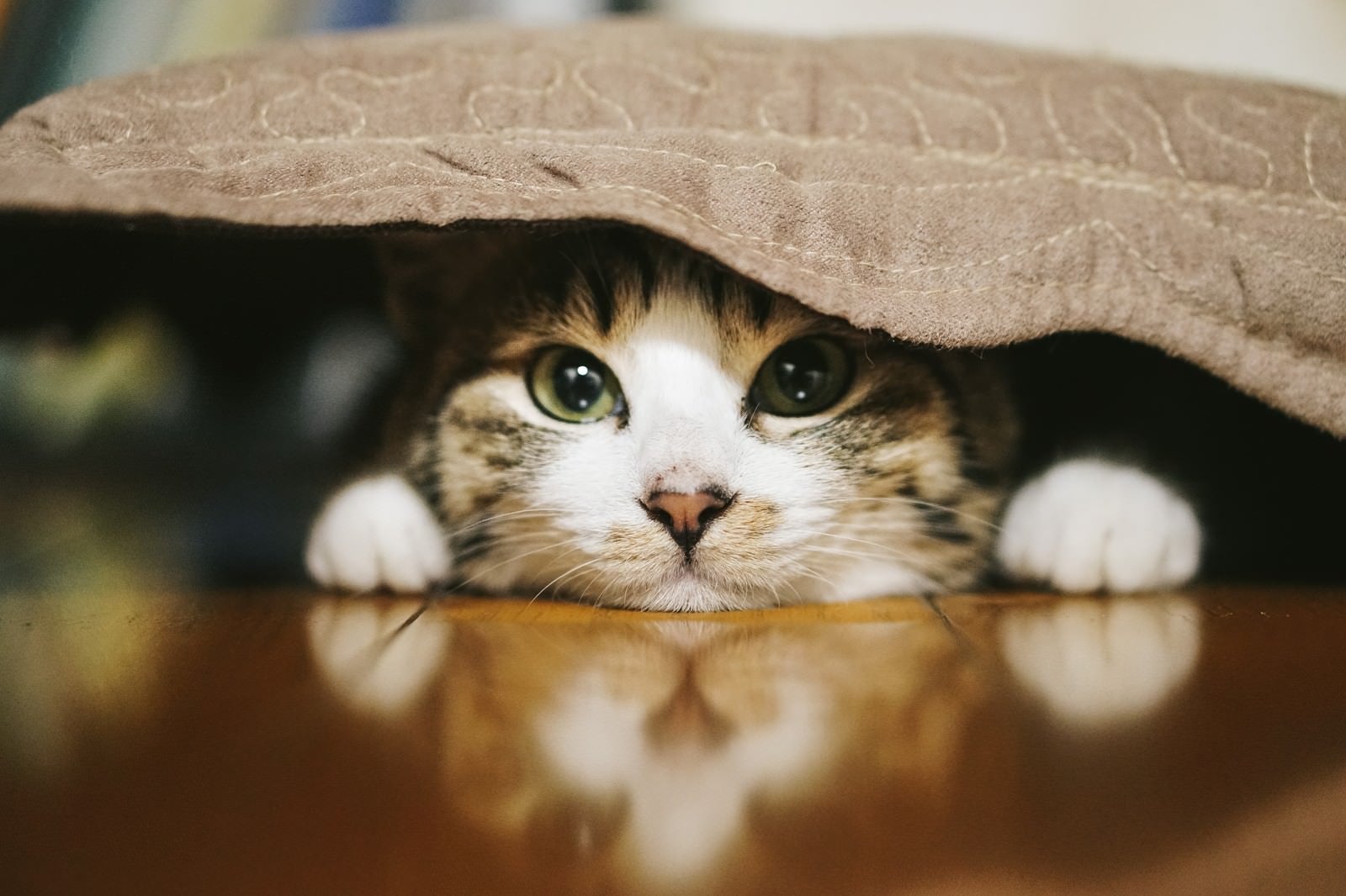 「座布団の下に潜む猫」の写真