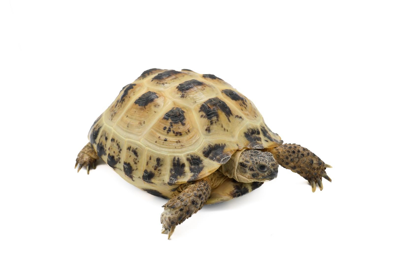 白背景で撮影された黄褐色と黒の甲羅模様があるロシアリクガメ［モデル：牧野末吉］