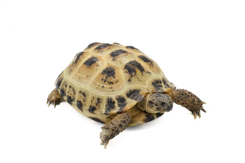 白背景のロシアリクガメの写真