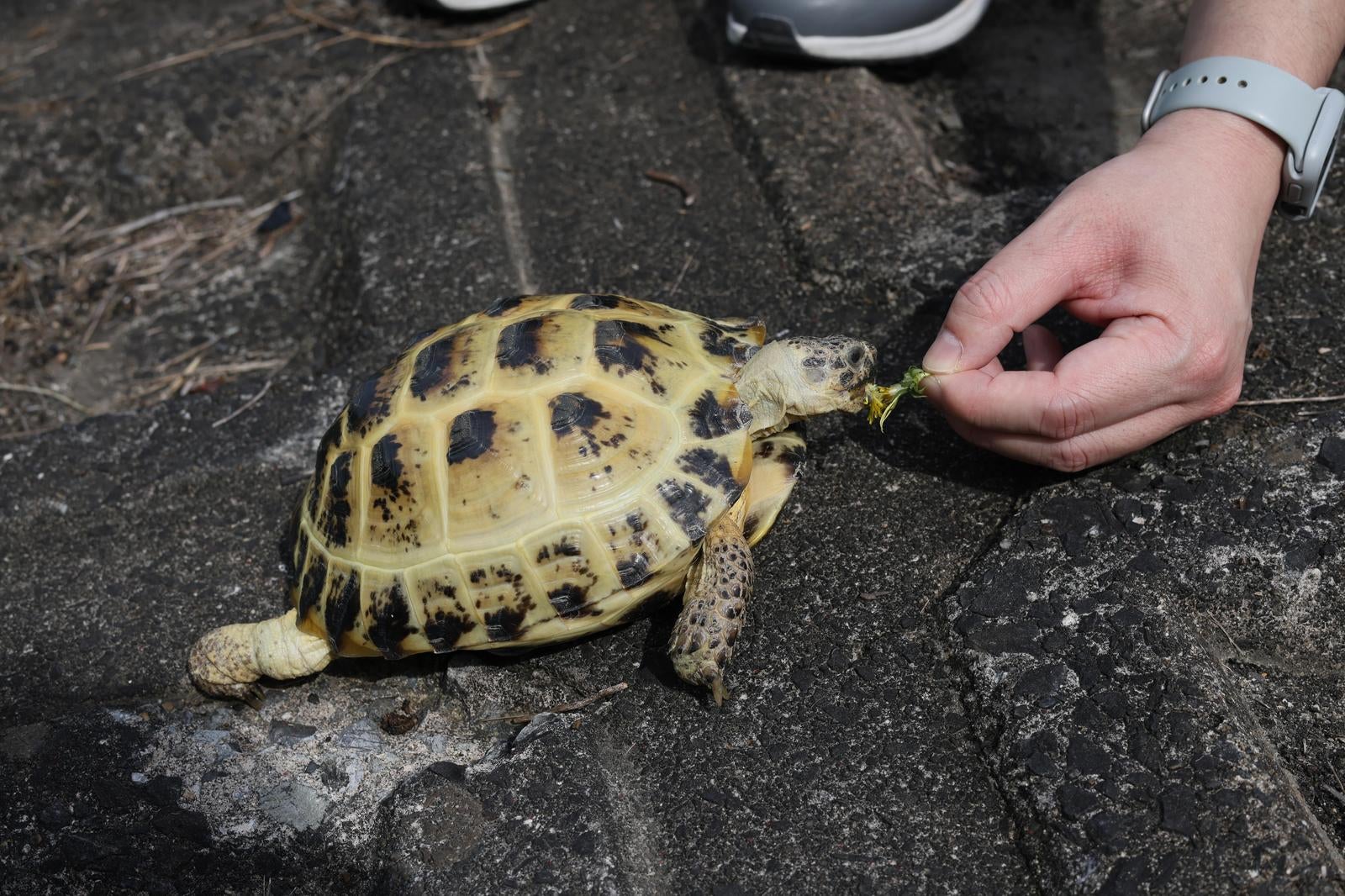 「たんぽぽおしいむしゃむしゃ食べる陸ガメ」の写真