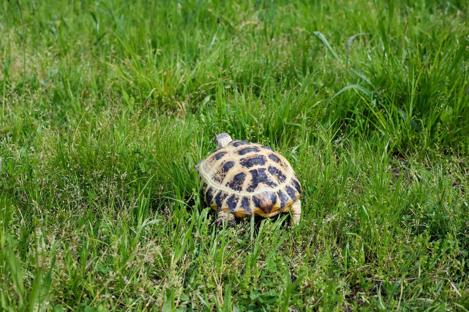 「緑の草原を歩くリクガメの後ろ姿」の写真［モデル：牧野末吉］