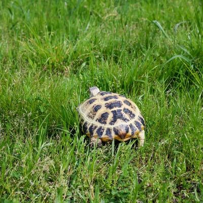 緑の草原を歩くリクガメの後ろ姿の写真