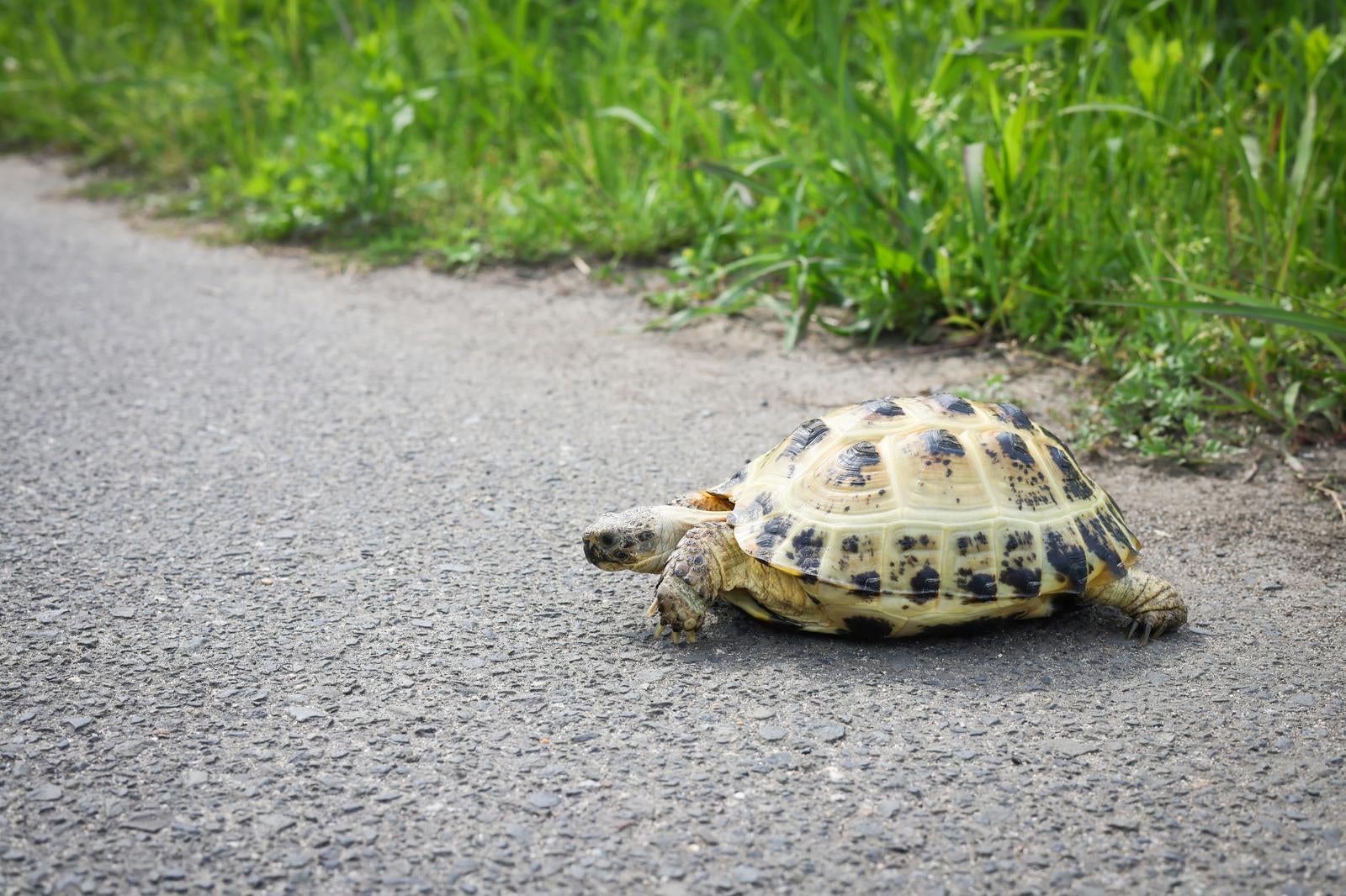 「リクガメが舗装された道路をゆっくりと歩く」の写真［モデル：牧野末吉］