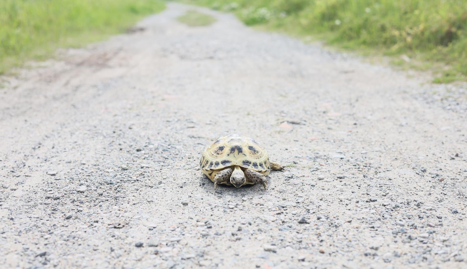 「砂利道の真ん中でじっとしているリクガメ」の写真［モデル：牧野末吉］