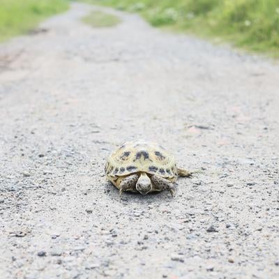 砂利道の真ん中でじっとしているリクガメの写真