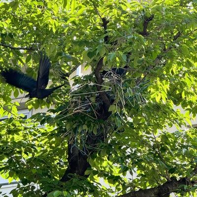 カラスが針金ハンガーで巣を作ってるの写真