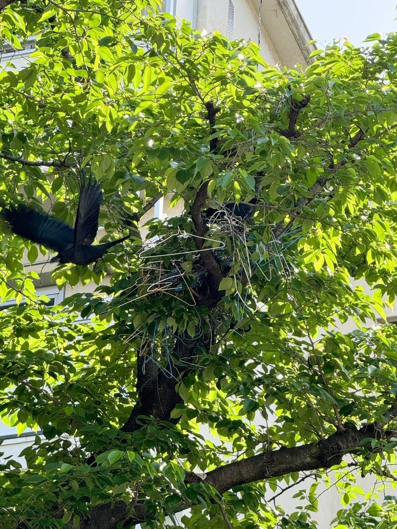 「カラスが針金ハンガーで巣を作ってる」の写真