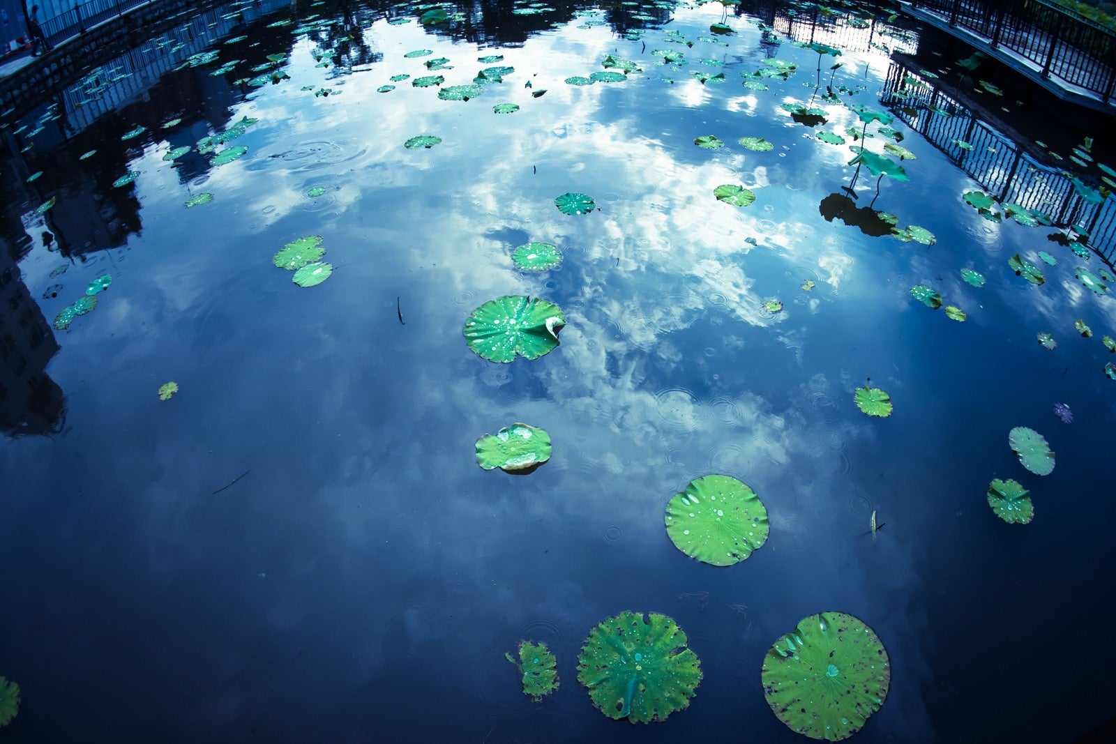 「蓮と水面に反射する空」の写真