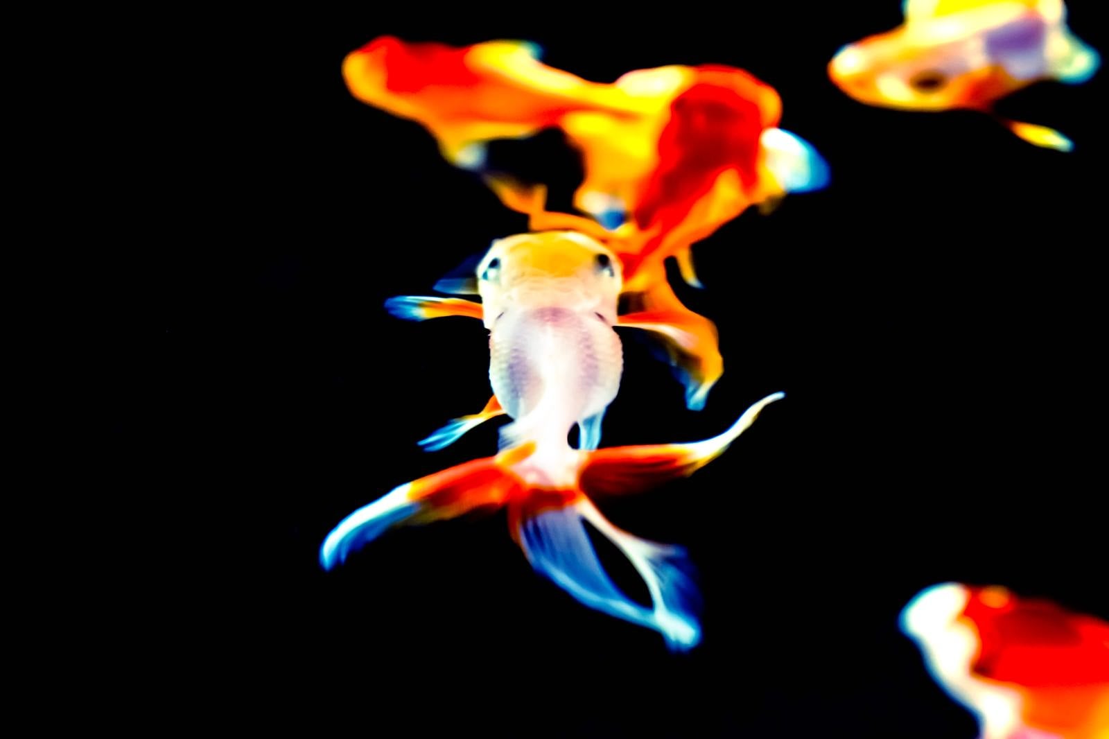 「夜を舞う金魚」の写真