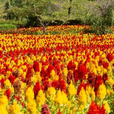 赤と黄色が鮮やかなケイトウの花畑の写真