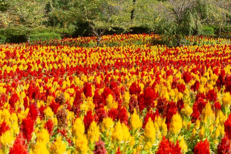 赤と黄色が鮮やかなケイトウの花畑の写真