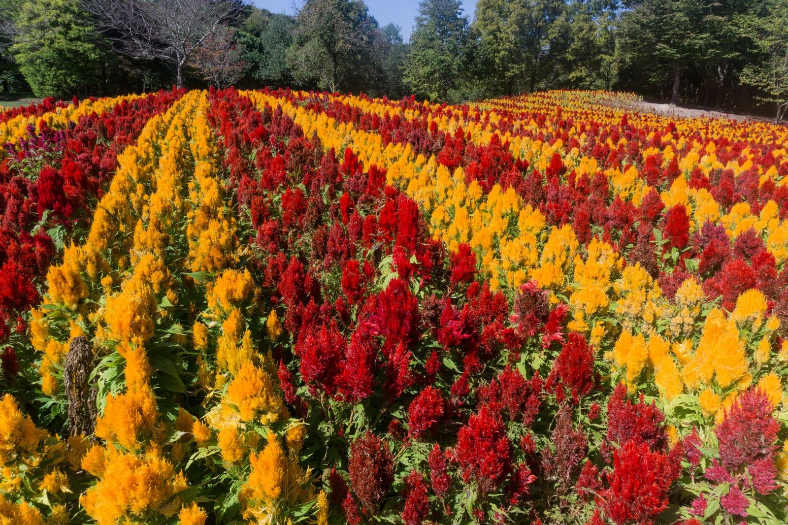 「赤と黄色のケイトウが綺麗に整列した花畑」の写真