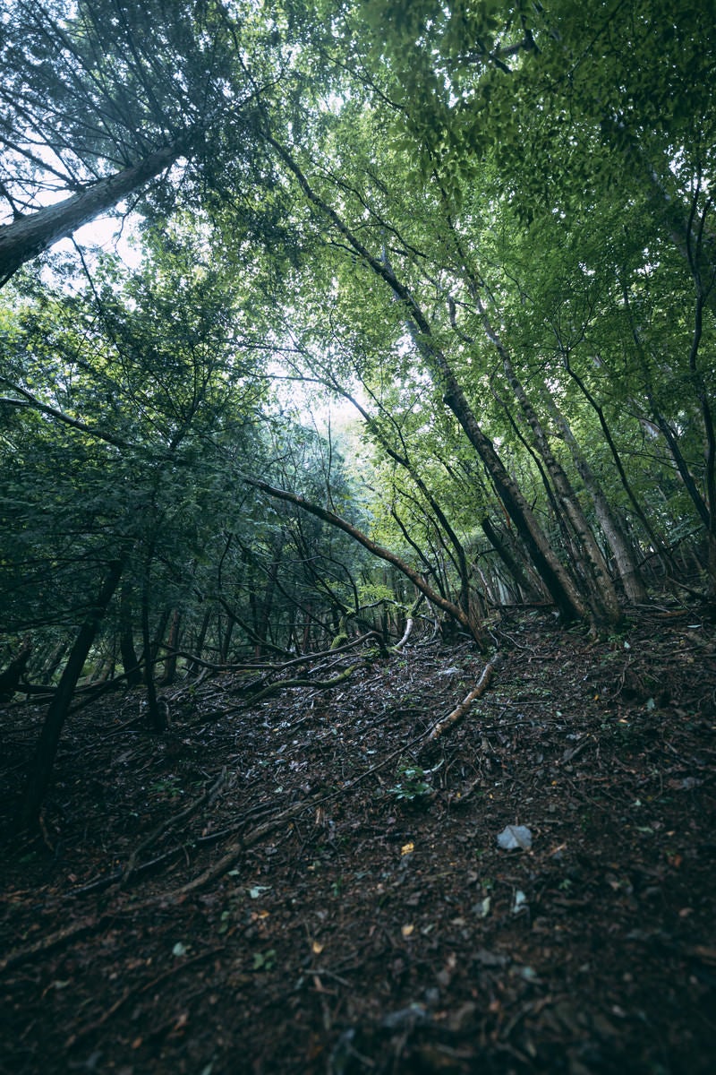 「ザワザワ蠢く森」の写真
