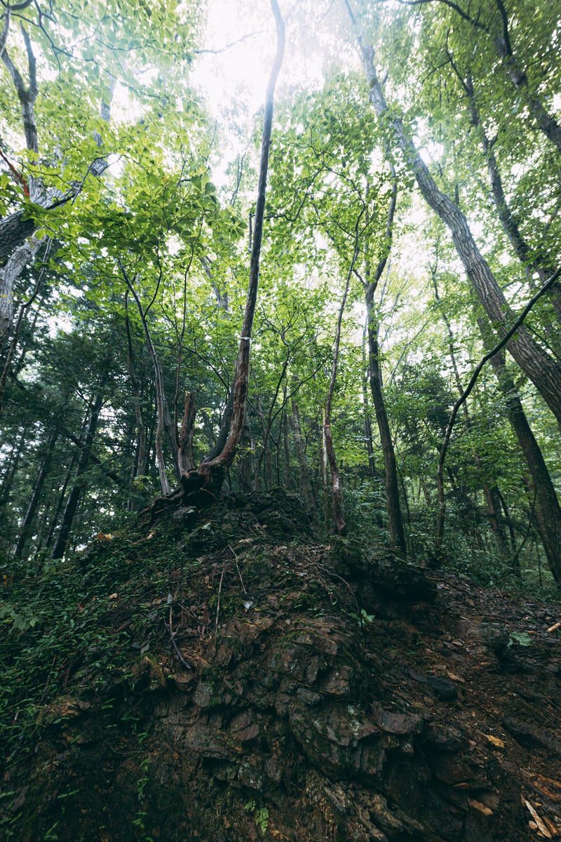 「岩の上に生える木々」の写真