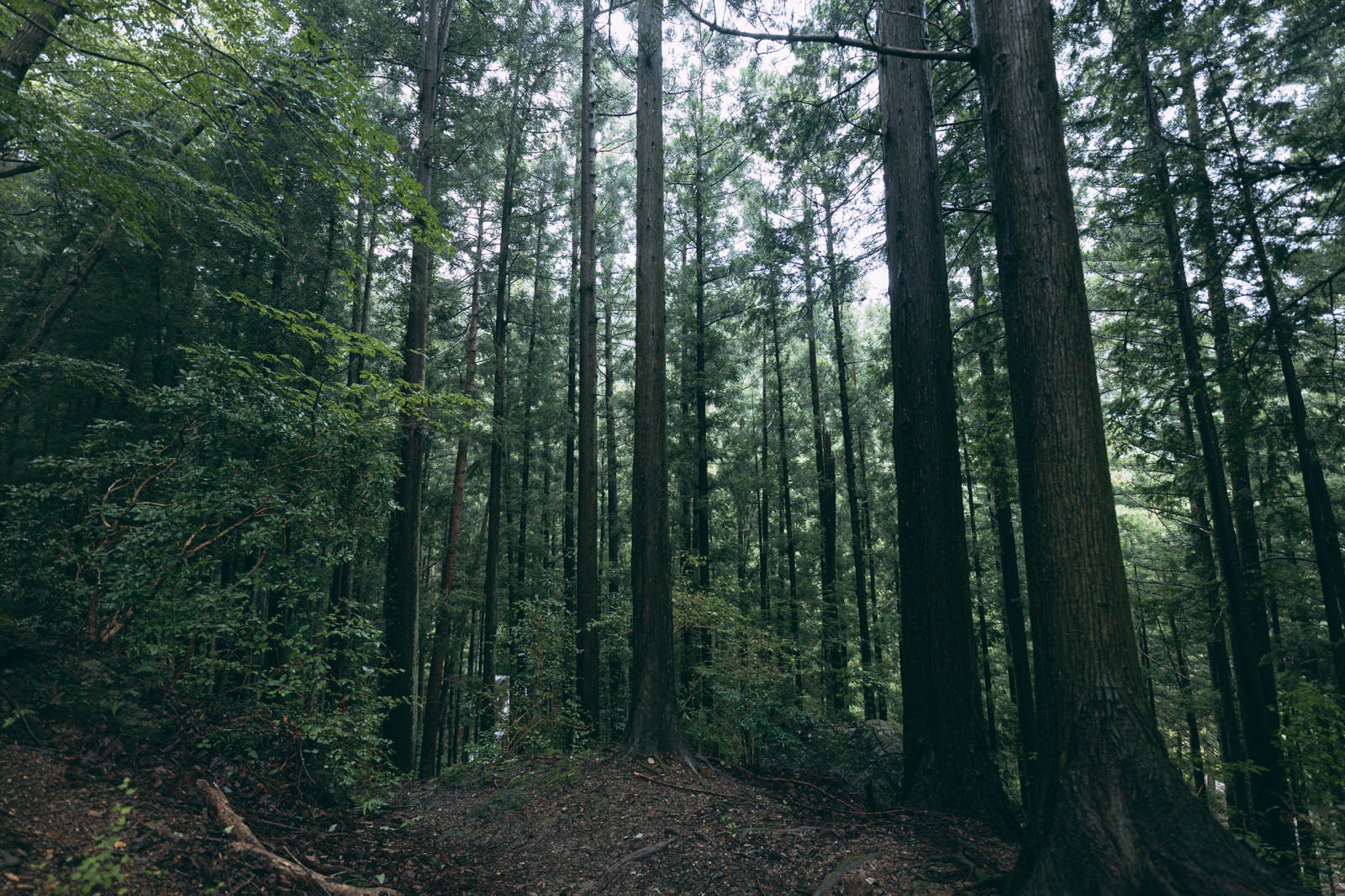 「道なき森の中を歩く」の写真