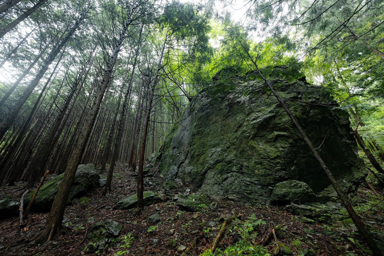 「森の中に佇む大岩」の写真