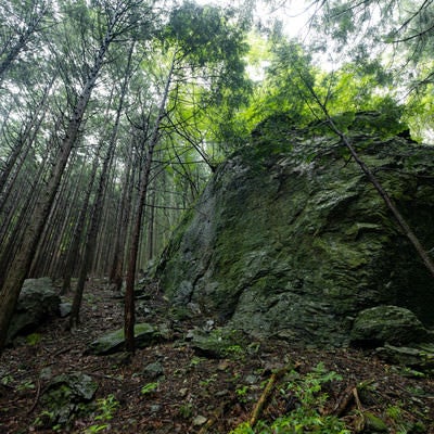 森の中に佇む大岩の写真