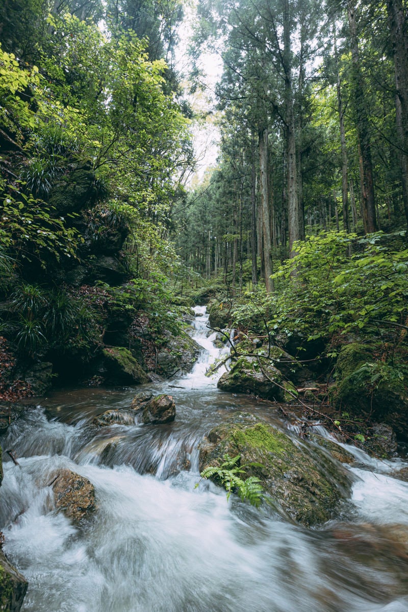 「森に囲まれ勢いよく流れる渓流」の写真