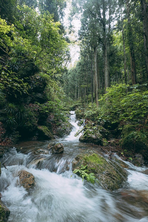 森に囲まれ勢いよく流れる渓流の写真