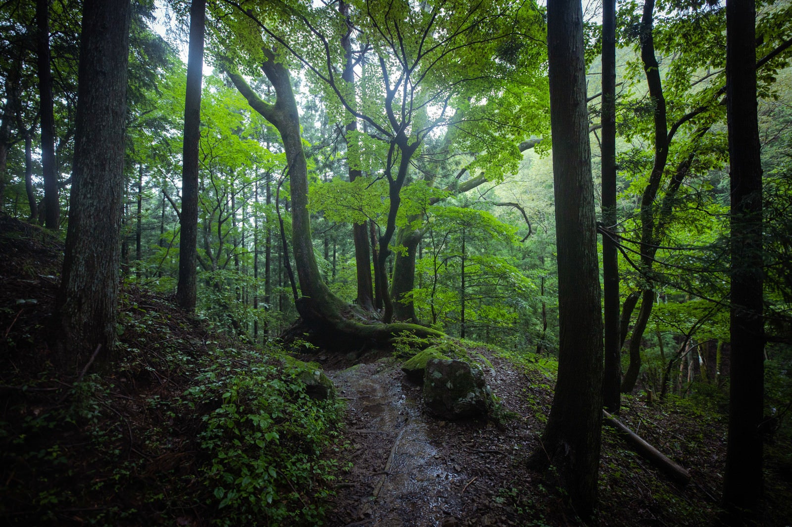 「湿気の高い森の中を進む」の写真