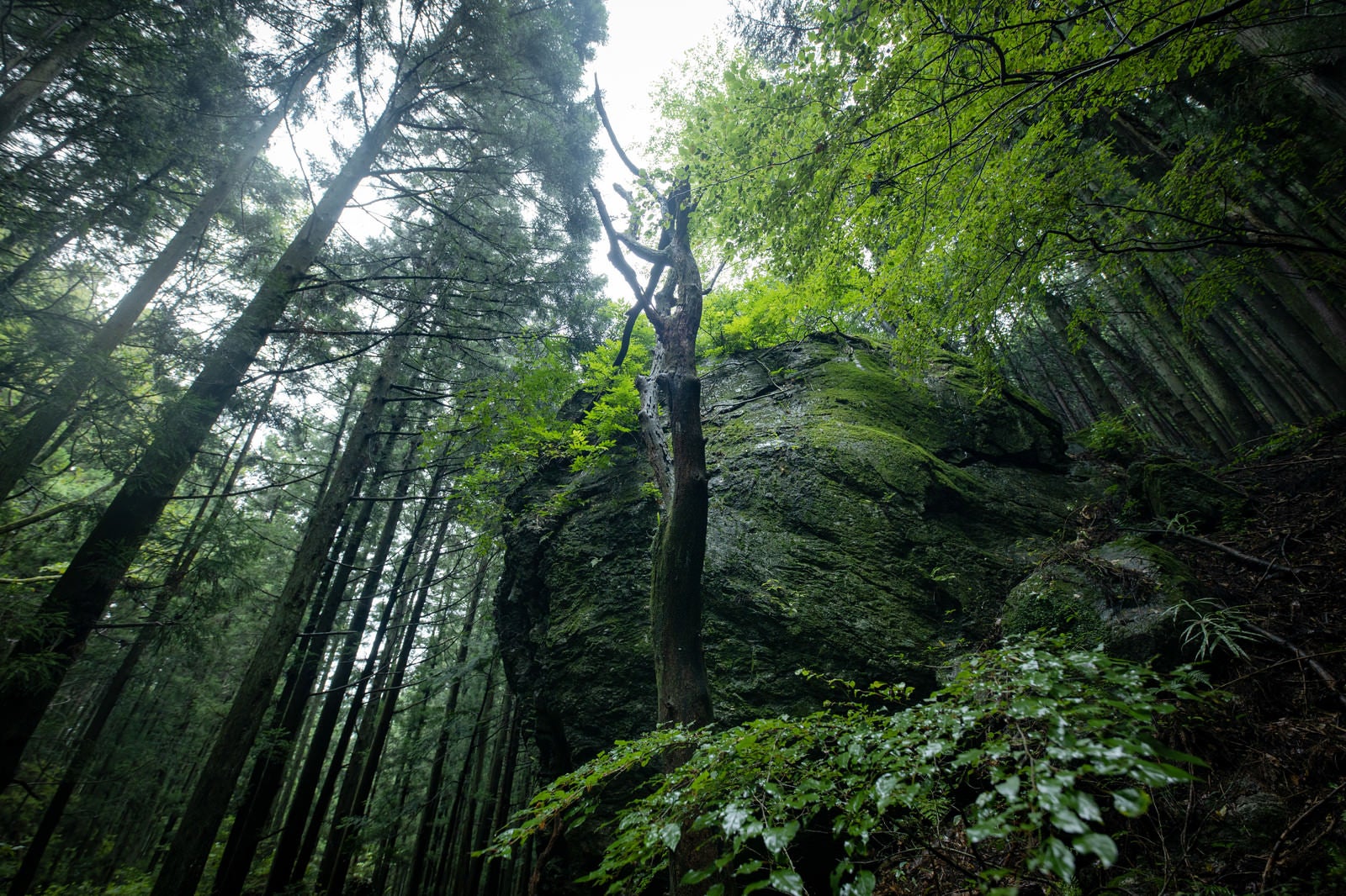 「苔に覆われる巨岩と森」の写真