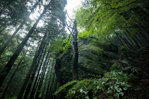 苔に覆われる巨岩と森の写真