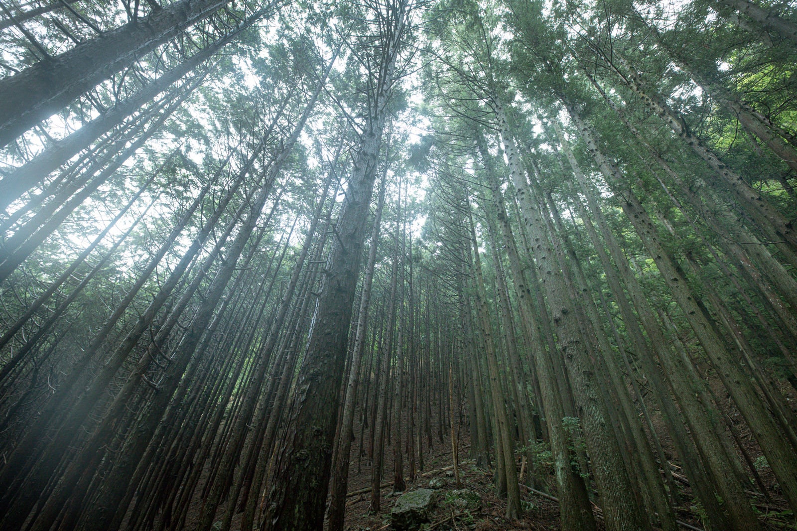 「植林された杉の木」の写真