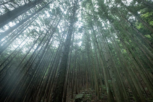 植林された杉の木の写真