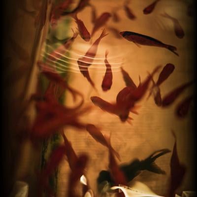 赤い金魚たちが静かに泳ぐ姿の写真
