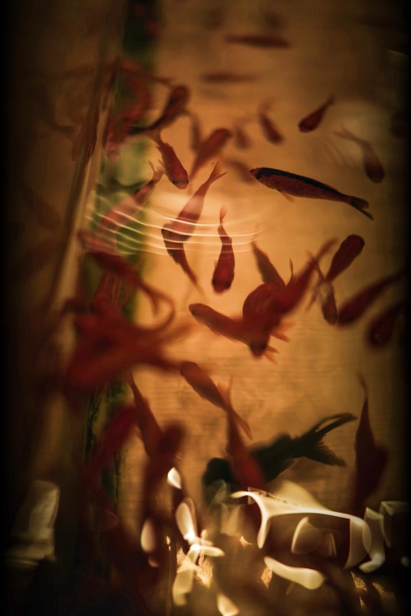 「赤い金魚たちが静かに泳ぐ姿」の写真
