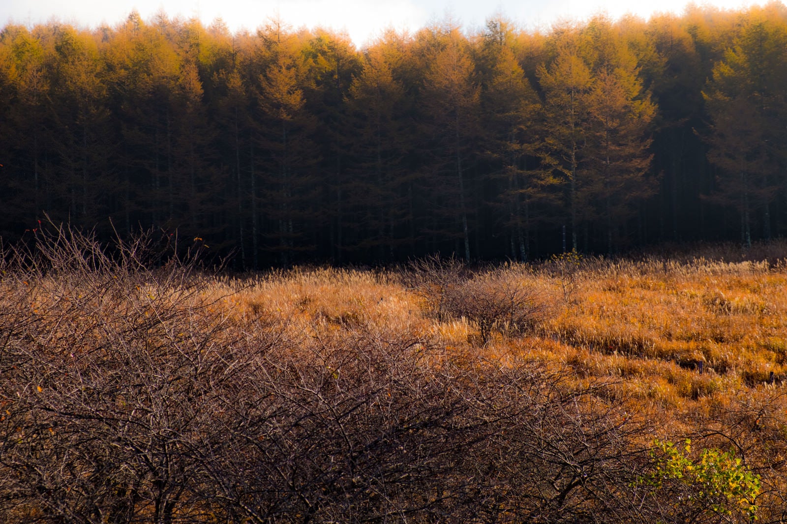 「秋色の山林」の写真