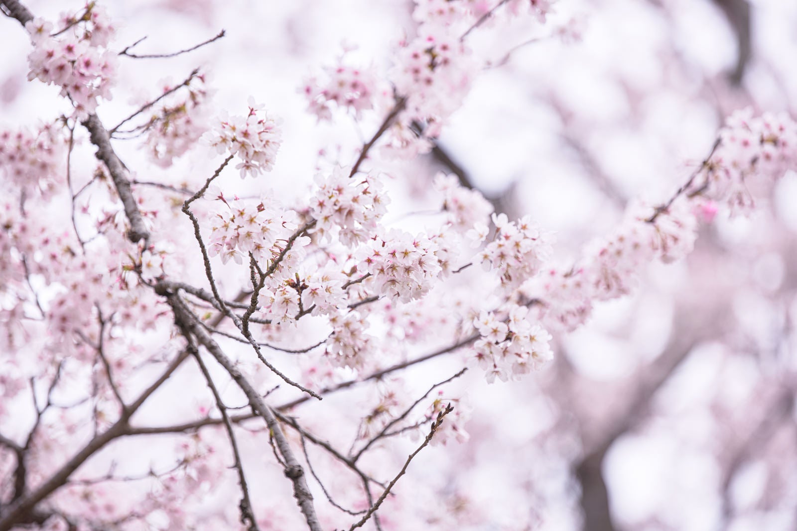 淡いピンク色と白い花が密集して咲いた桜の枝を近距離から撮影した写真