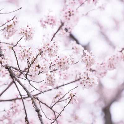開花する小振りの桜の枝の写真