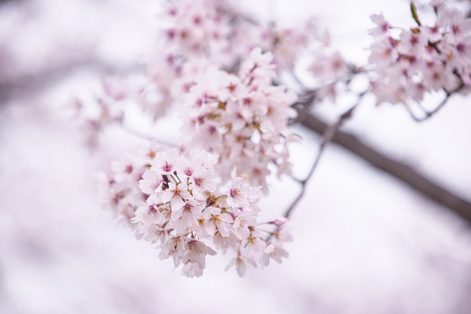 「開花するチェリーブロッサム」の写真