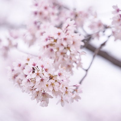 開花するチェリーブロッサムの写真