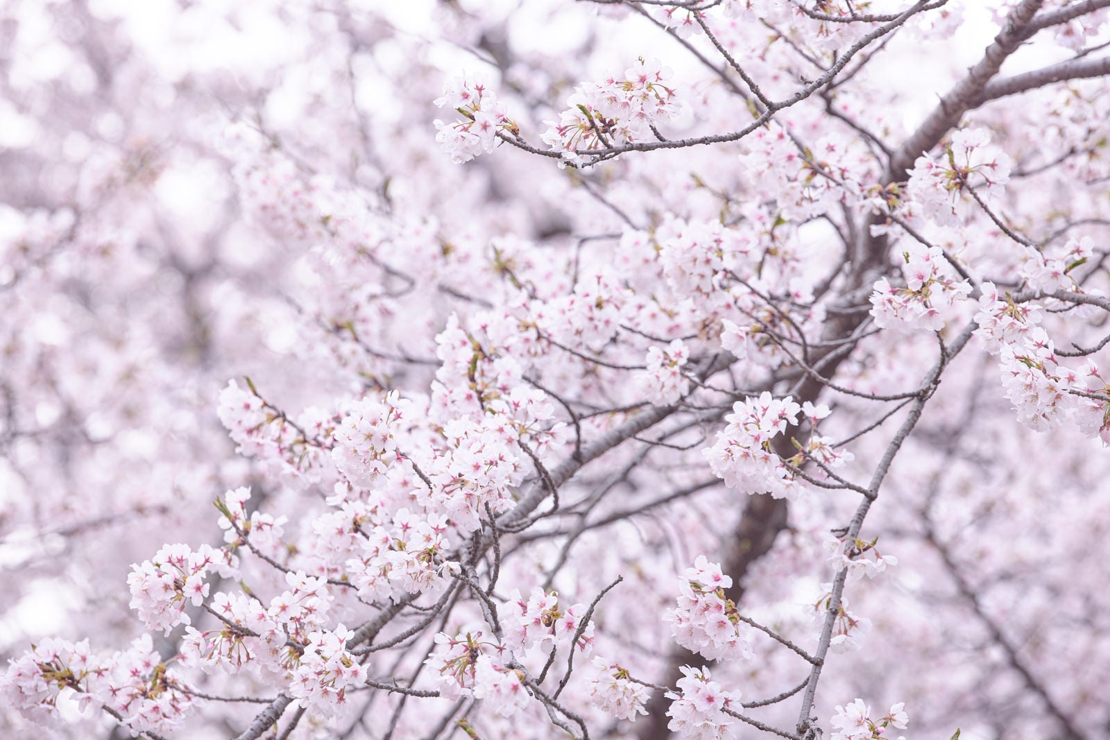 「開花が進むチェリーブロッサム」の写真