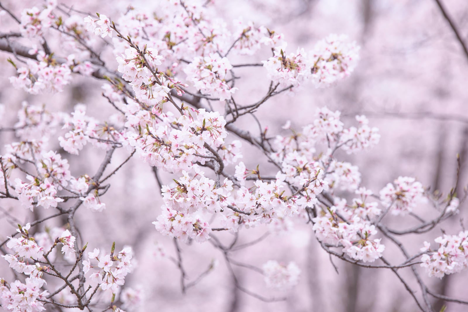 白とピンク色の桜の花が密集して咲いた枝。背景にぼけた桜の木が見える。