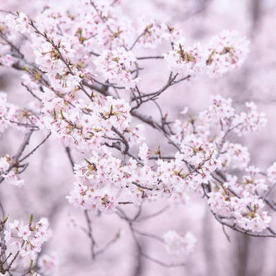 見ごろを迎える桜の枝の写真