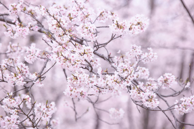 見ごろを迎える桜の枝
