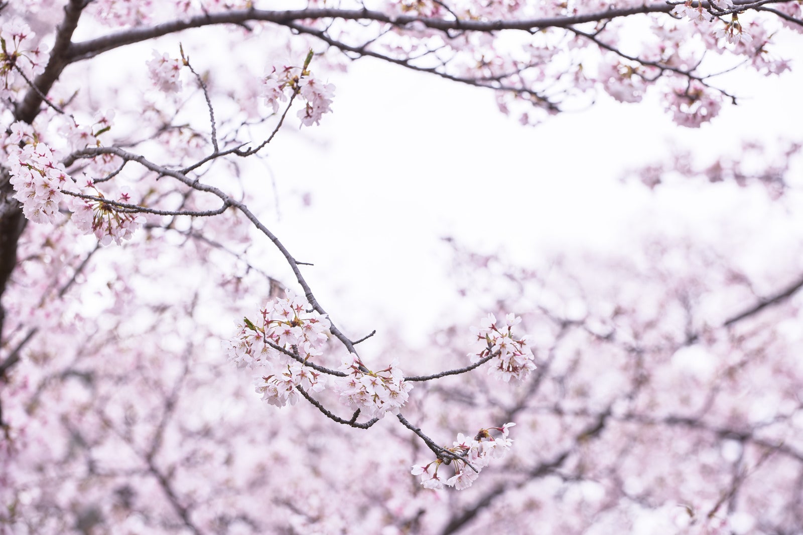 「枝先に開花する桜」の写真