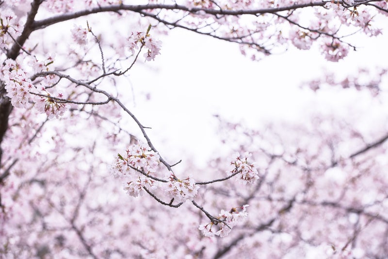 枝先に開花する桜の写真
