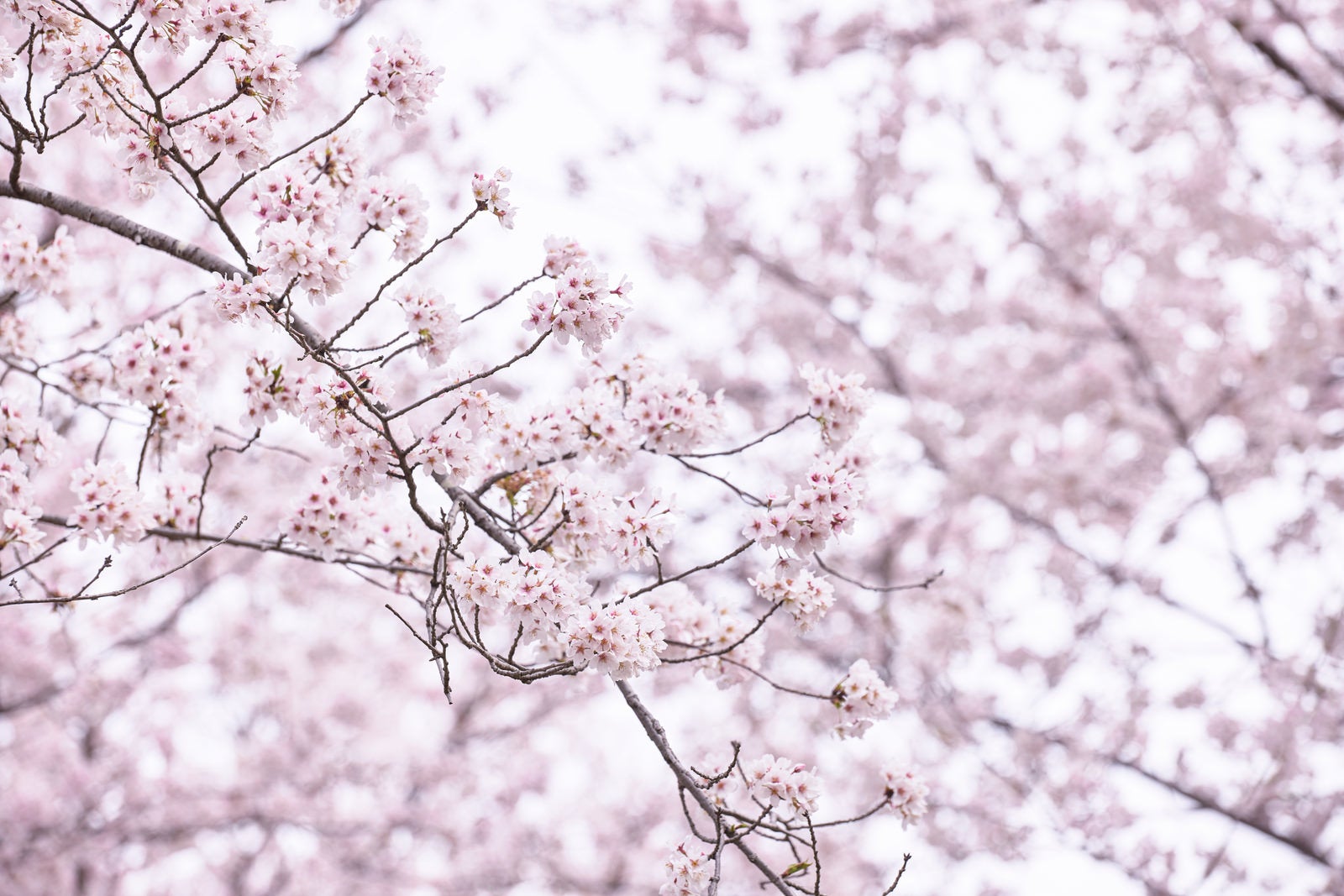 「細い枝先に大きく花開く桜」の写真