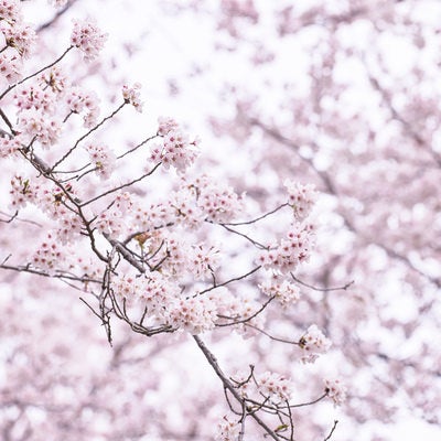 細い枝先に大きく花開く桜の写真