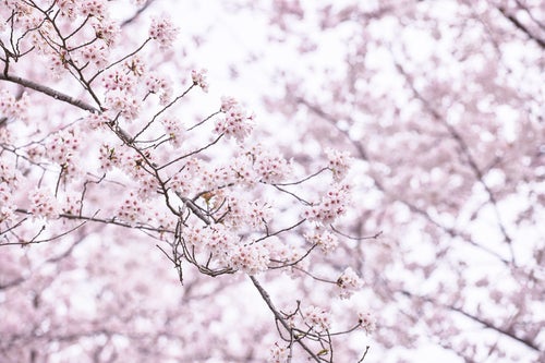 細い枝先に大きく花開く桜の写真