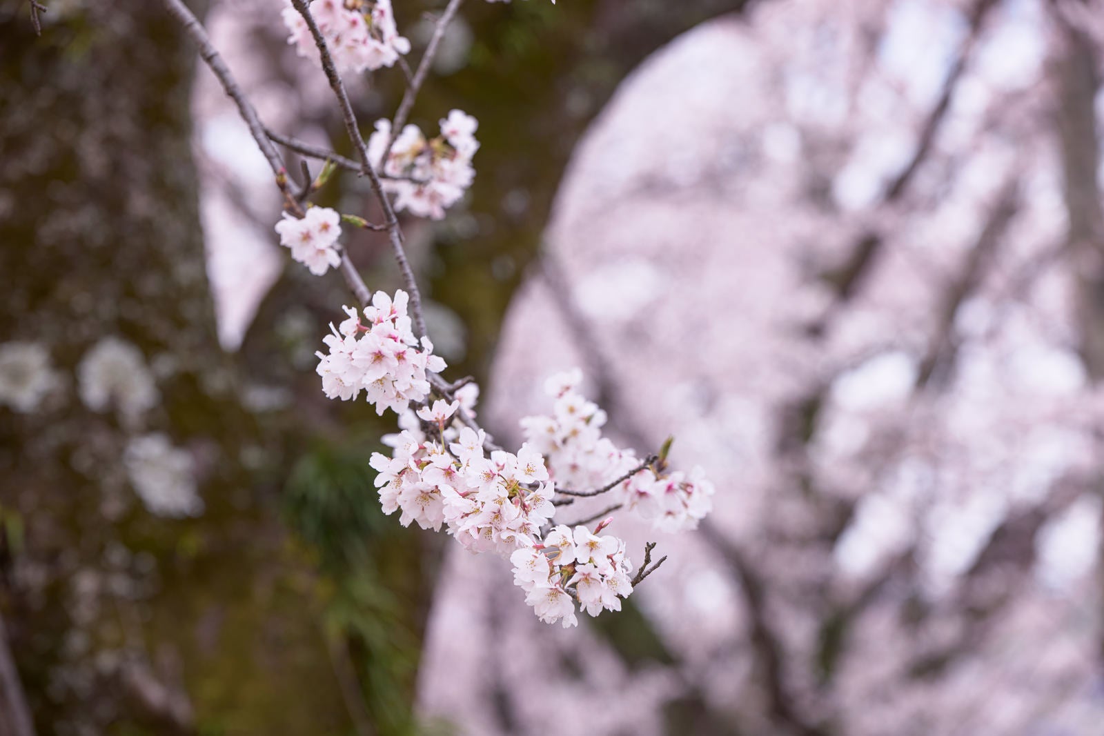 ピンク色の桜の花房が枝に咲いている、春の風景