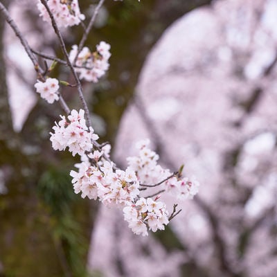 春の日差しに映える桜の花房と細い枝の写真