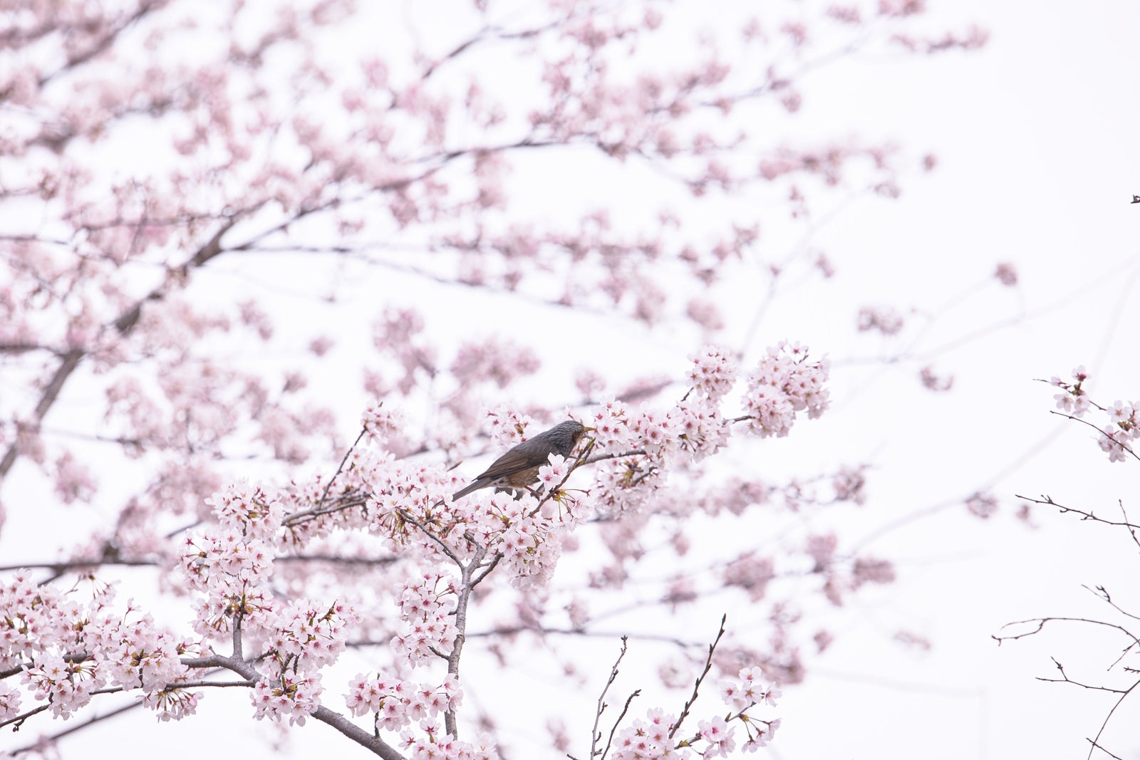 「桜をついばむ小鳥」の写真