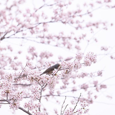 桜をついばむ小鳥の写真