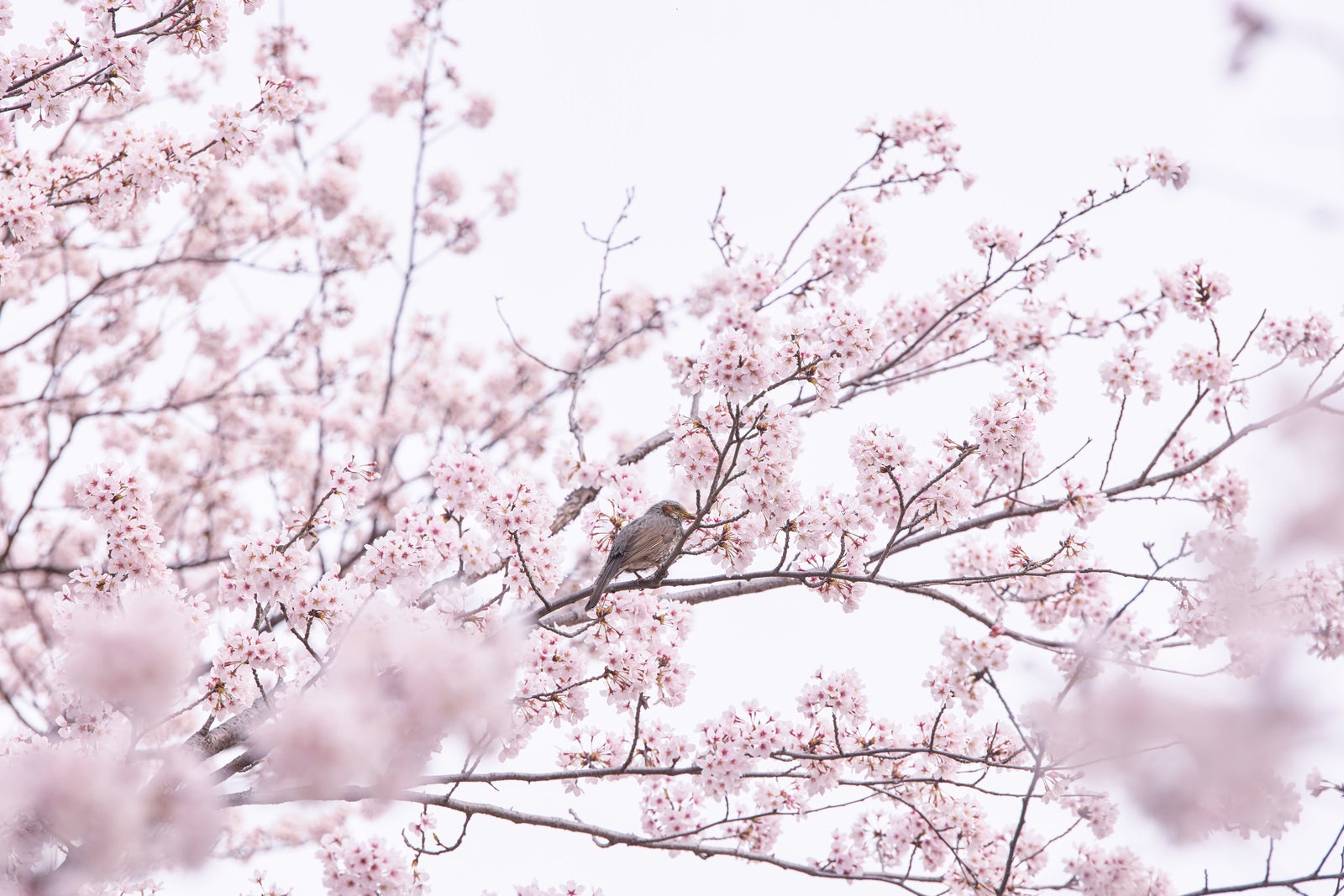 薄ピンク色の桜の枝に止まる茶色い小鳥