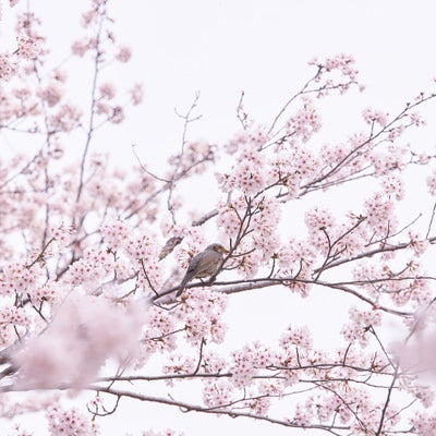 淡いピンク色の桜の枝に止まる茶色い小鳥の写真
